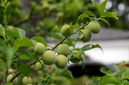 Plum засаждане и грижи в предградията, култивиране, разновидности на снимка размножаване, болести и торове