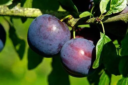 Plum засаждане и грижи в предградията, култивиране, разновидности на снимка размножаване, болести и торове