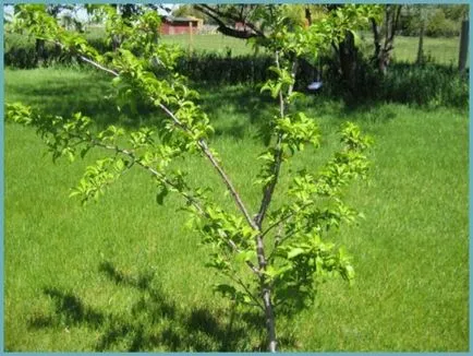 Plum засаждане и грижи в предградията, култивиране, разновидности на снимка размножаване, болести и торове