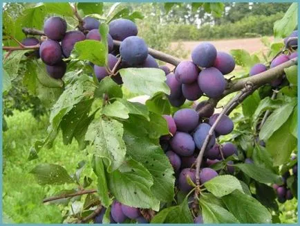 Plum засаждане и грижи в предградията, култивиране, разновидности на снимка размножаване, болести и торове