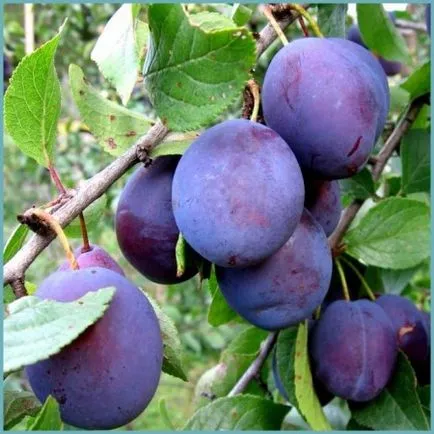 Plum засаждане и грижи в предградията, култивиране, разновидности на снимка размножаване, болести и торове