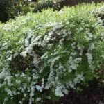 Spirea засаждане и грижи в открито поле, описание на климата