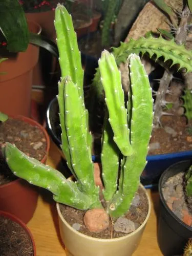 Stapelia грижи, отглеждане, поливане, засаждане у дома