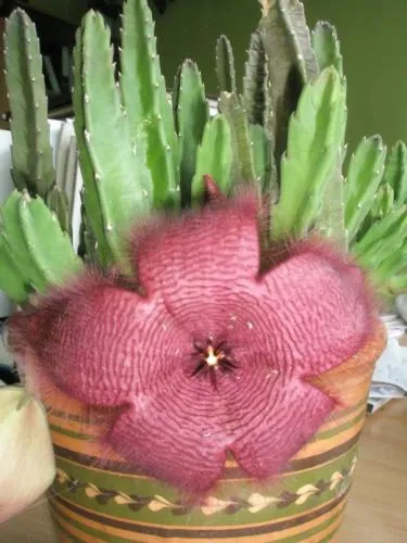 îngrijire Stapelia, cultivare, udare, plantare la domiciliu