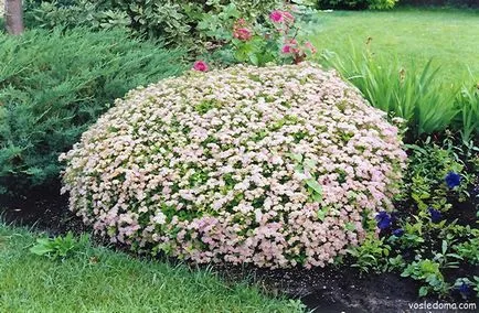 Spirea - kerti dekoráció, a ház közelében