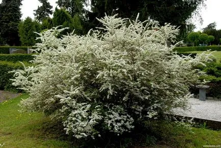 Spirea - kerti dekoráció, a ház közelében