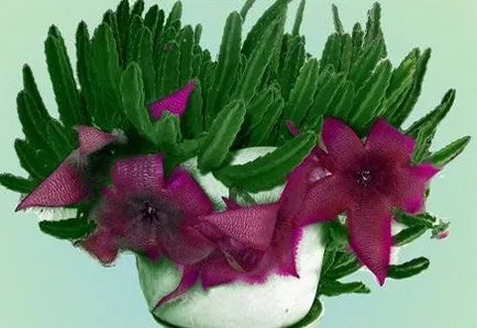 Stapelia грижи, отглеждане, поливане, засаждане у дома