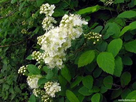 Spirea - kerti dekoráció, a ház közelében