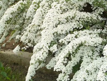 Spirea - kerti dekoráció, a ház közelében