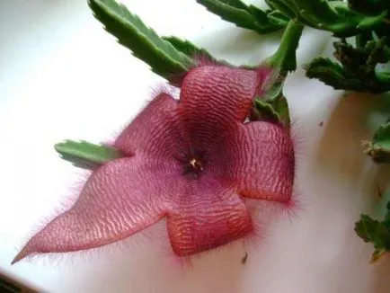 îngrijire Stapelia, cultivare, udare, plantare la domiciliu