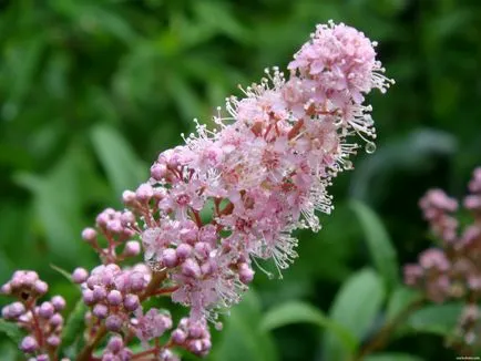 Spirea - kerti dekoráció, a ház közelében