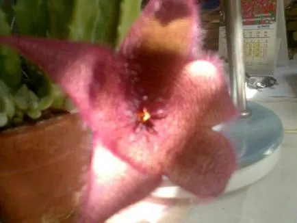 îngrijire Stapelia, cultivare, udare, plantare la domiciliu