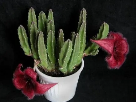 îngrijire Stapelia, cultivare, udare, plantare la domiciliu