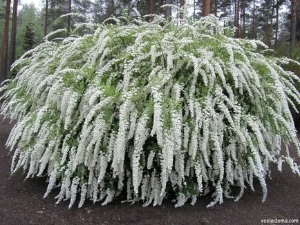 Spirea - kerti dekoráció, a ház közelében