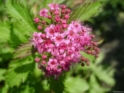 Spirea - kerti dekoráció, a ház közelében