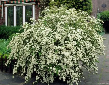 Spirea - kerti dekoráció, a ház közelében