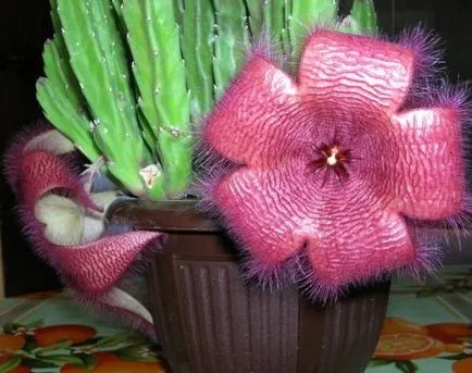 îngrijire Stapelia, cultivare, udare, plantare la domiciliu