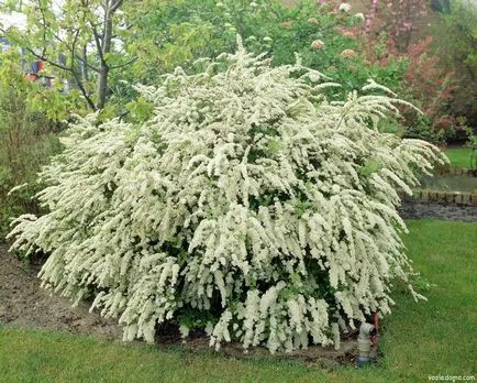 Spirea - kerti dekoráció, a ház közelében