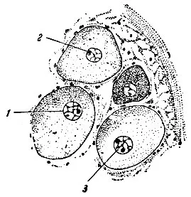 Structura celulelor și Gusev, 1970