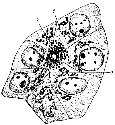 Structura celulelor și Gusev, 1970