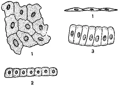 A szerkezet a sejtek és Gusev 1970