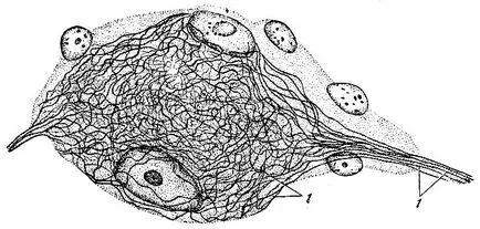 A szerkezet a sejtek és Gusev 1970
