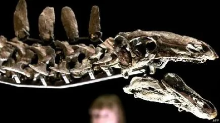 Stegosaurus jelenteni egy leírást az információs üzenet Fotó Videó csontváz