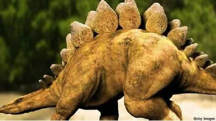 Stegosaurus raportează o descriere a mesajului informații Foto Video scheletul