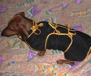 Taksyachya de moda, pentru haine Dachshund, salopete, PAPON