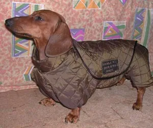 Taksyachya de moda, pentru haine Dachshund, salopete, PAPON