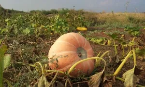 Dovleac - în creștere în teren deschis în vitamine grădină