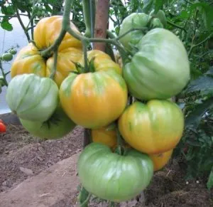 Tomate - un mister de descriere natura soiului, consiliere cu privire la cultivarea plantelor, altele decât tomatele,