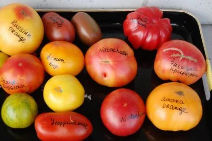 Tomate - un mister de descriere natura soiului, consiliere cu privire la cultivarea plantelor, altele decât tomatele,