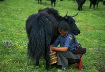 iaci tibetane