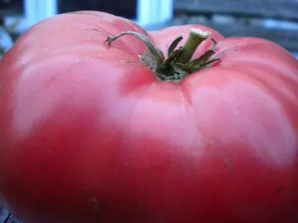 Tomate „mister al naturii“ caracteristici și beneficii ale soiului