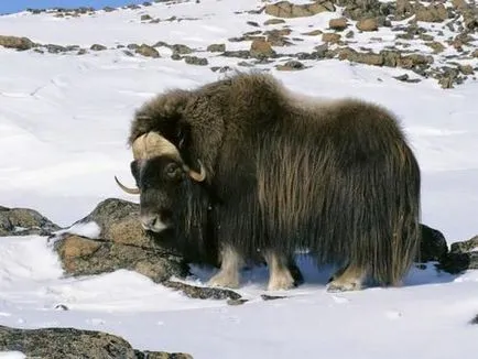 iaci tibetane