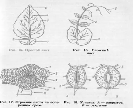 Тема стъбло, платформа съдържание