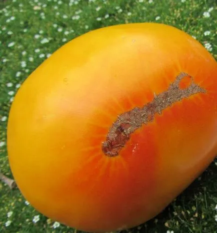 Домат загадка на природата (55 снимки) описание на сорта на доматени семена, ревюта, видео