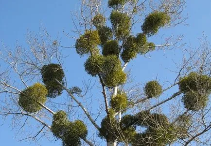 Iarbă Vascul slăbire