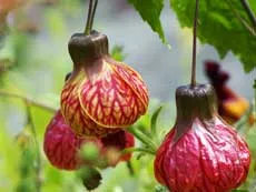 Îngrijire Abutilon - flori și plante de interior