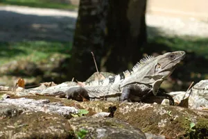 Algele marine în rezervor și lupta împotriva lor, fauna pământului