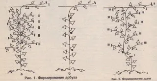 порасна пъпеши