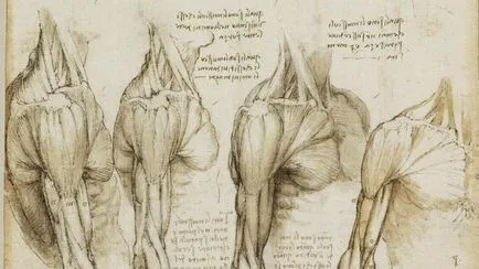 Hozzájárulás a fejlesztés Leonardo da Vinci anatómiai