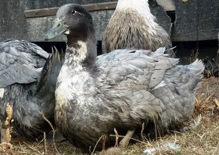 Növekvő kacsa otthon kezdőknek videó