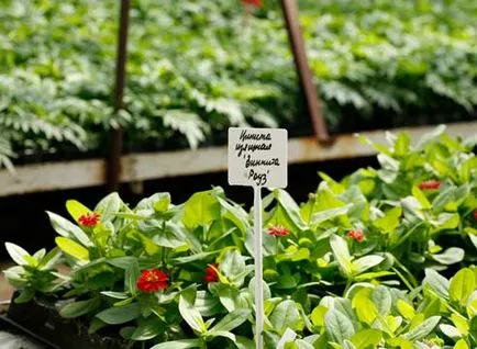 Növekvő zinnias, mentünk a kertben!