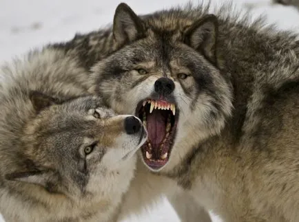Това е, което се случва, когато ви свършат вълците в гората, където има твърде много елени