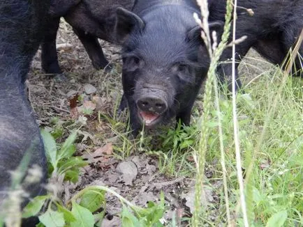 Vislobryuhie porci vietnamezi comentarii, sfaturi despre menținerea și creșterea