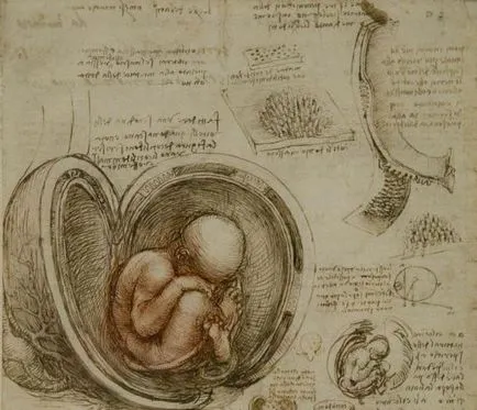 Hozzájárulás a fejlesztés Leonardo da Vinci anatómiai