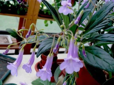 Chirita virág ellátás és a reprodukció az otthoni