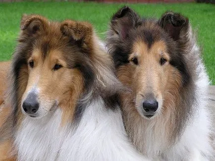 Герой, грижа и хранене Collie